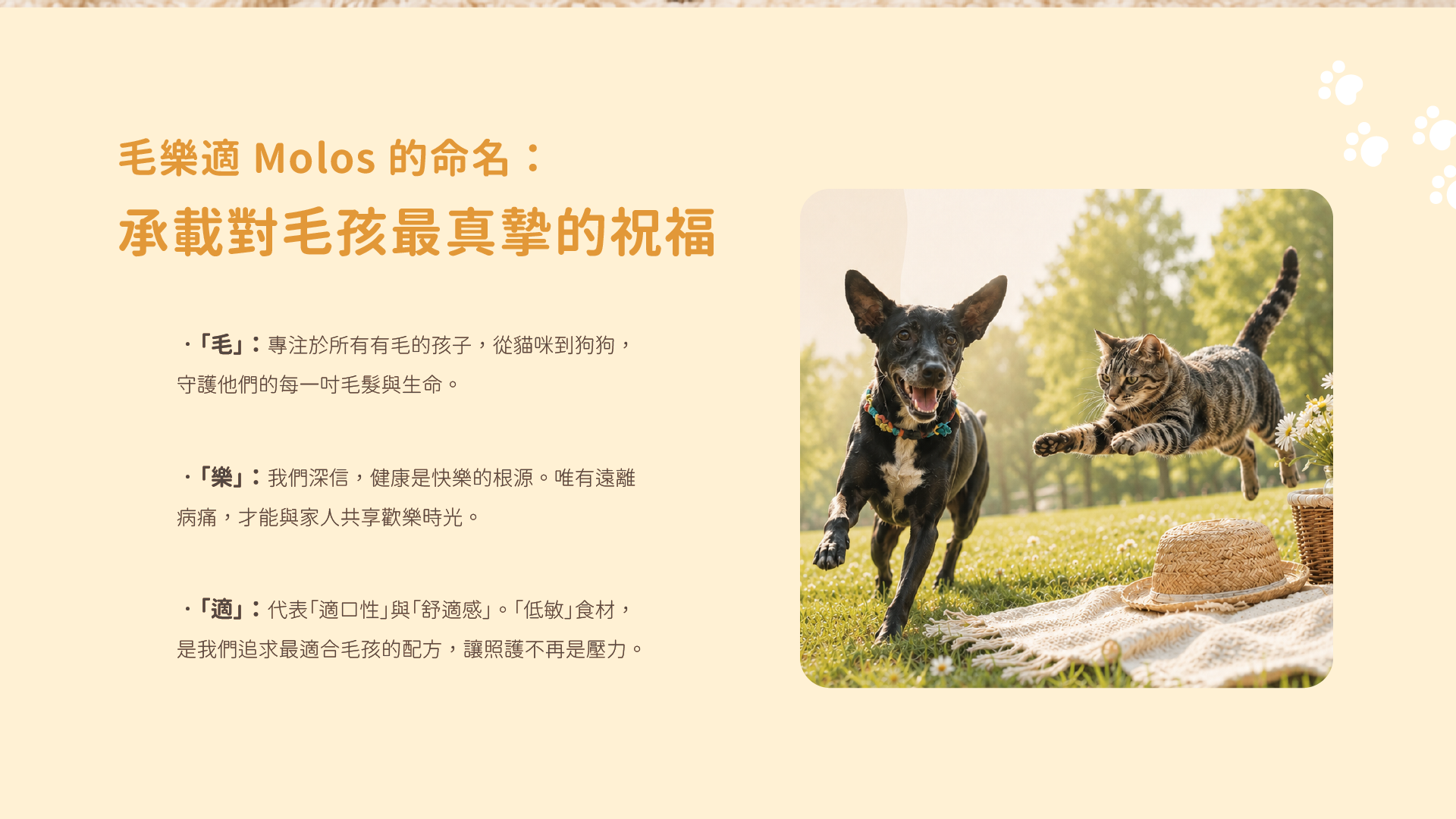 毛樂適 Molos 的命名：承載對毛孩最真摯的祝福