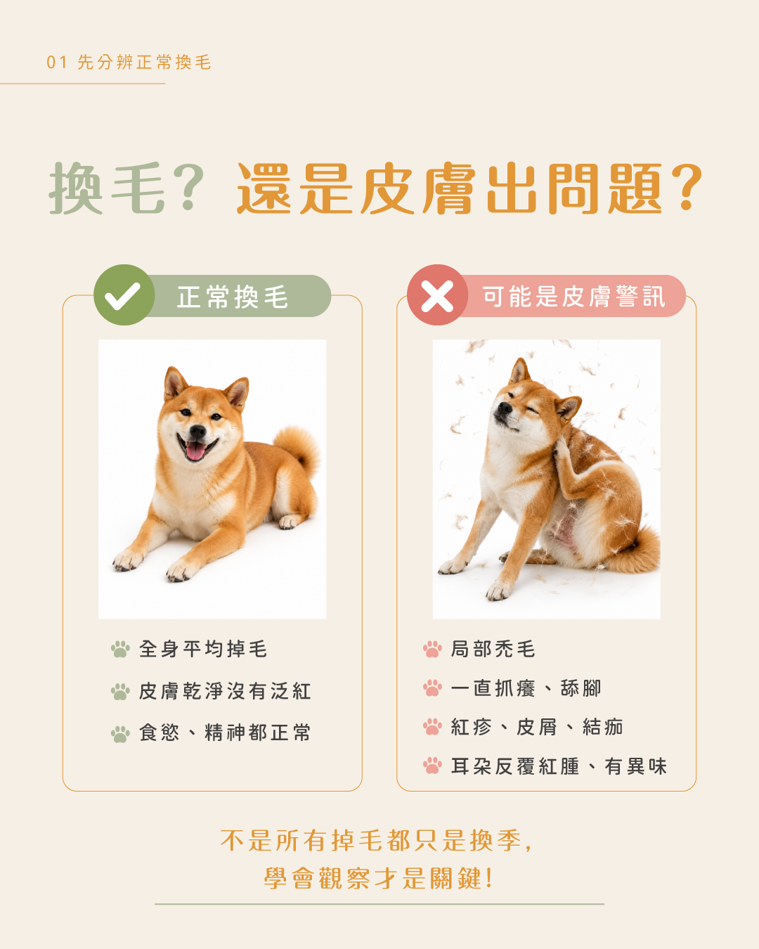 換季一直掉毛、狂抓癢？皮膚衛教圖卡 2