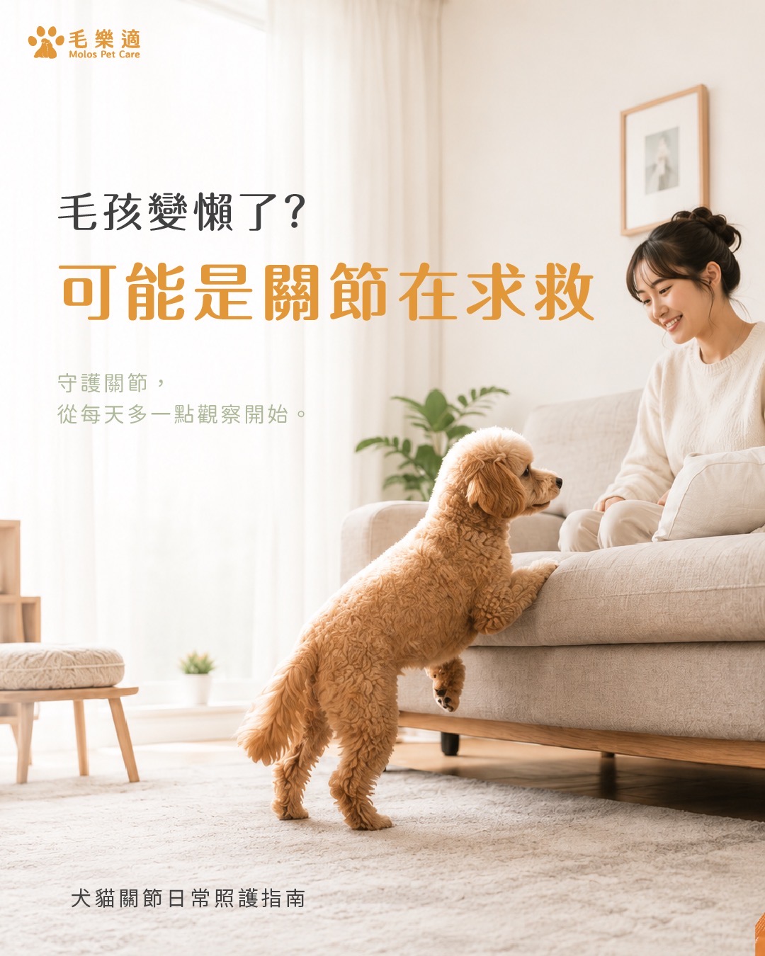 毛孩變懶了？可能是關節在求救